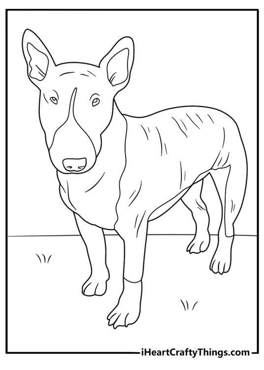 Dog themed coloring poster featuring a Bull Terrier breed dog with signature long egg shaped head