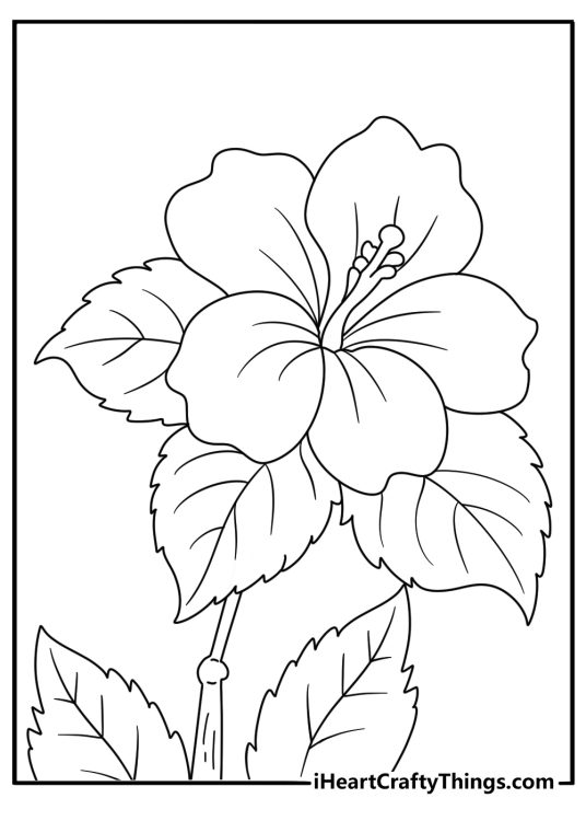 Flower Coloring Pages Of Shoeblackplant In Full Bloom