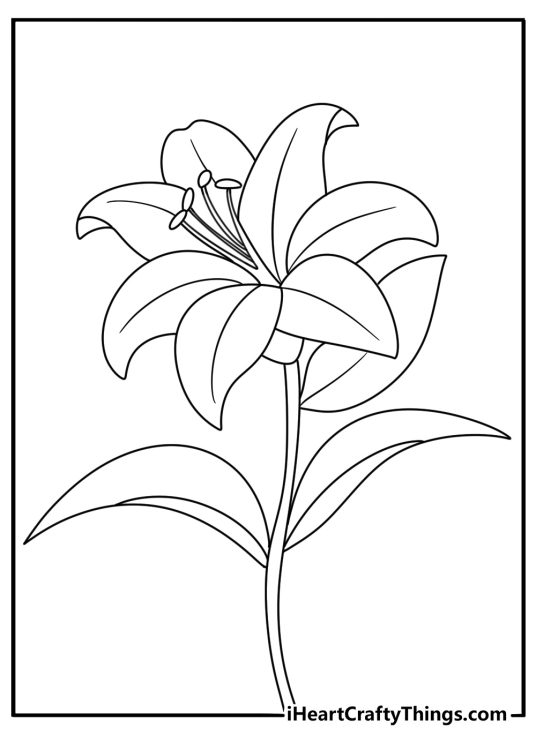 Flower Coloring Pages Of Single Easter Lily Flower