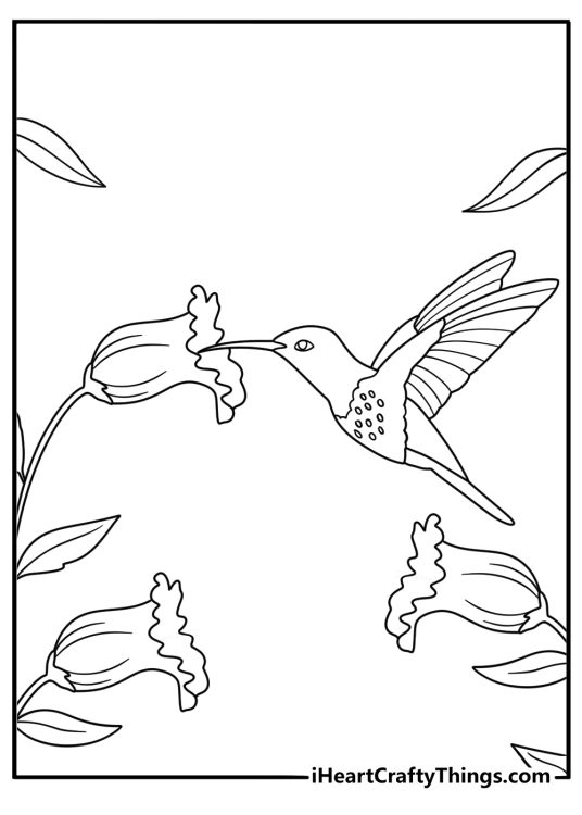 Hummingbird and flowers coloring page