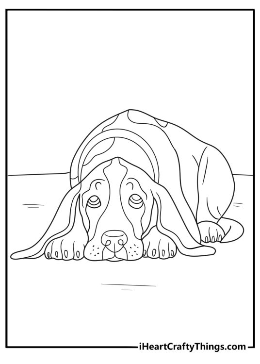 Large Basset Dog Lying Down
