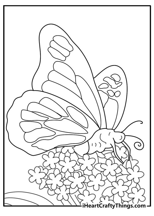 Monarch butterfly on milkweed detailed coloring page pdf