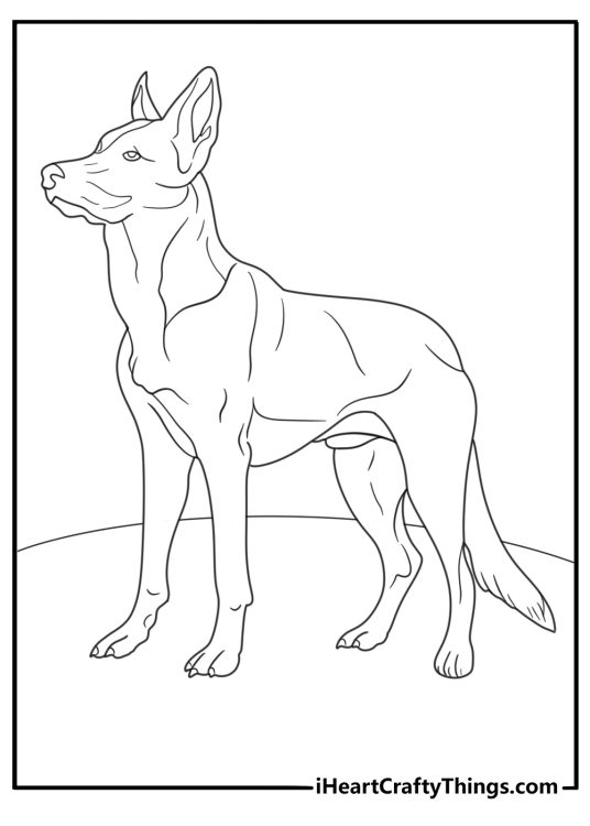 Outline Of Beglian Malinois Dog