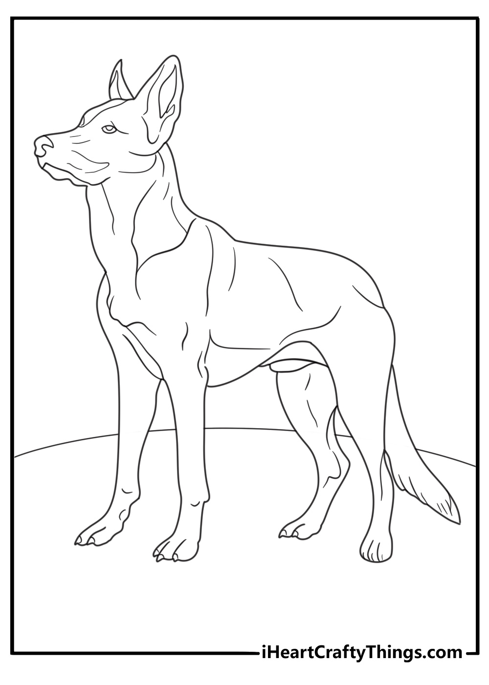 Outline Of Beglian Malinois Dog