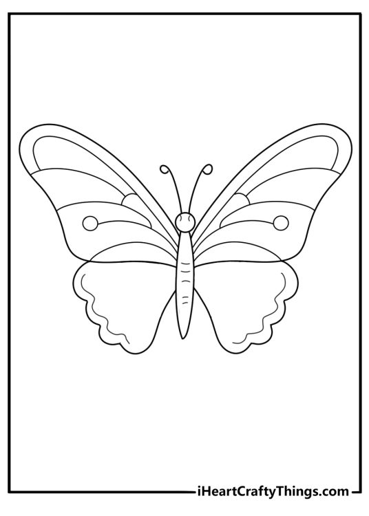 Picture of an unusual looking butterfly with some stripes on the upper halves of the wings