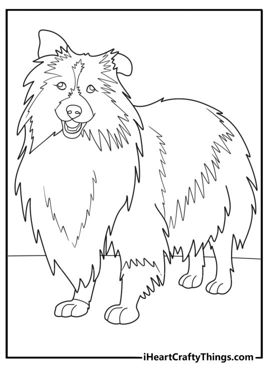 Sheltie Dog Outline For Coloring