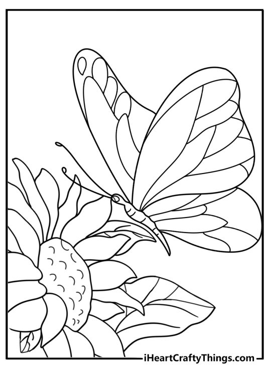Side view butterfly on sunflower simple coloring page pdf
