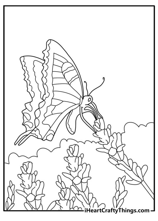 Swallowtail butterfly over lavender garden printable coloring sheet for adults