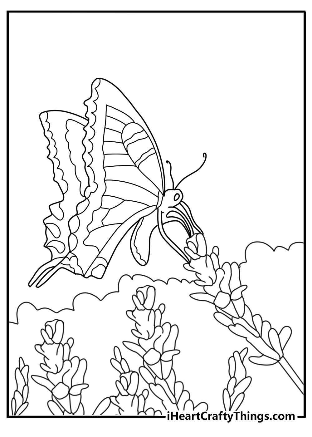 Swallowtail butterfly over lavender garden printable coloring sheet for adults