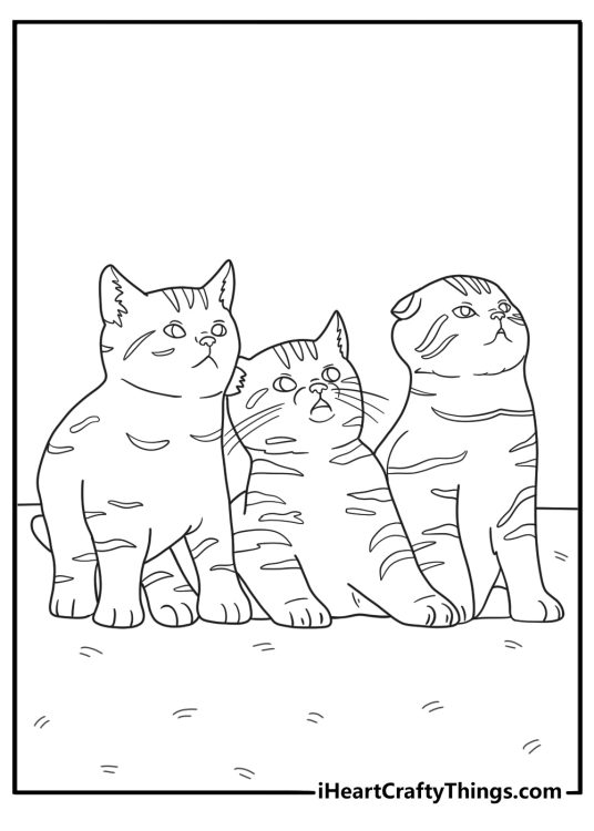 Three Realistic Kittens Looking Up