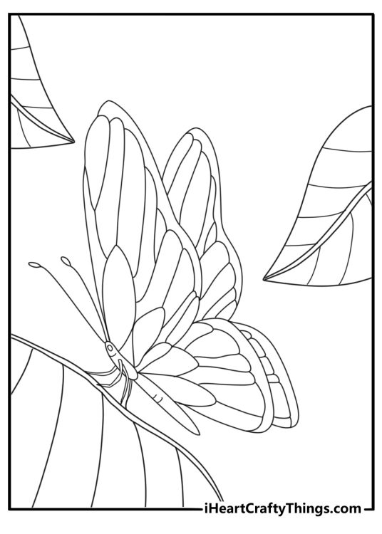 Tropical butterfly on rainforest leaf easy coloring printable download