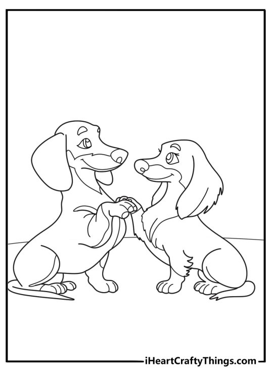 Two Dachshunds Posing For a Picture