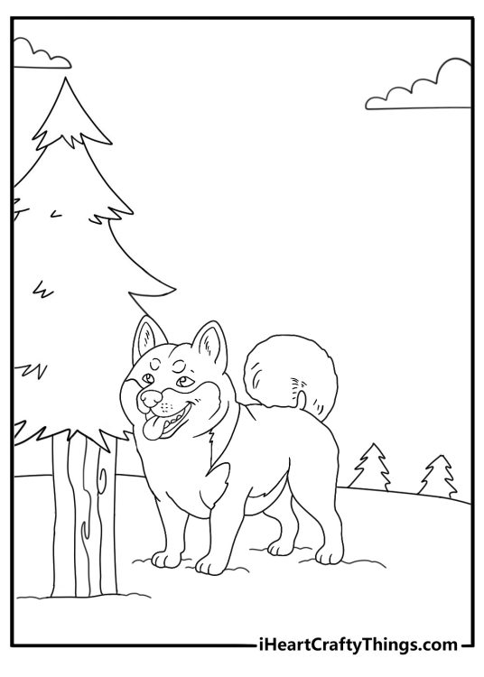 akita in a snowy garden with pine branches