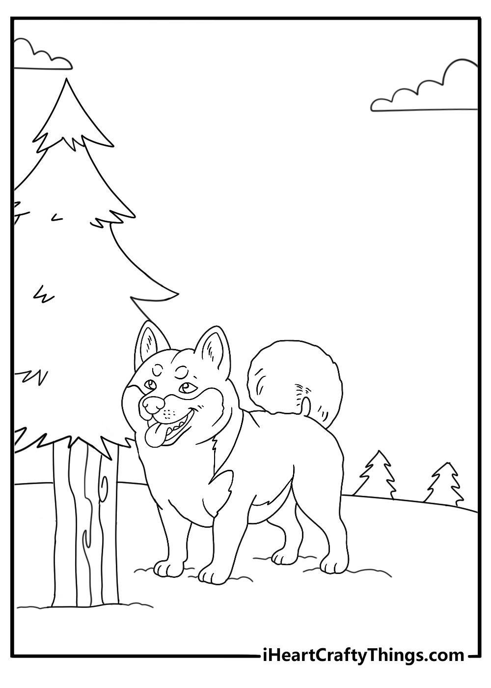 akita in a snowy garden with pine branches