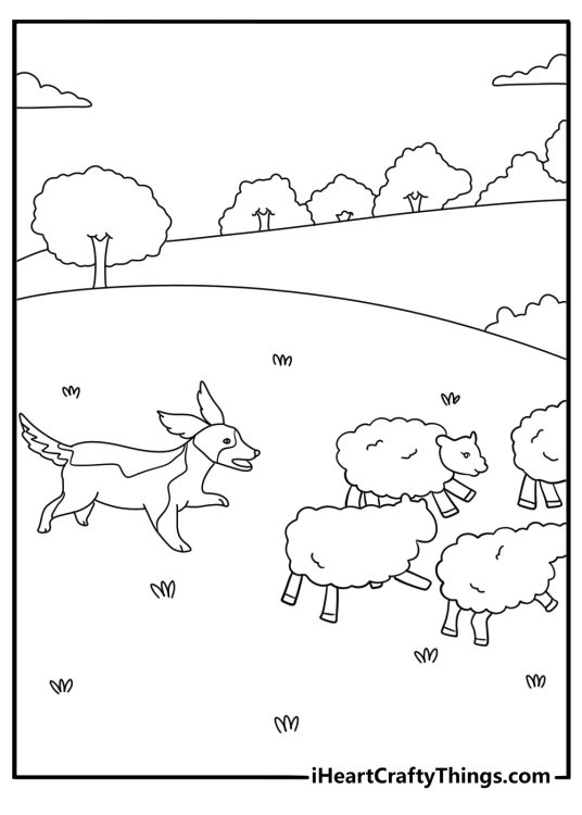 australian shepherd herding sheep across a pasture