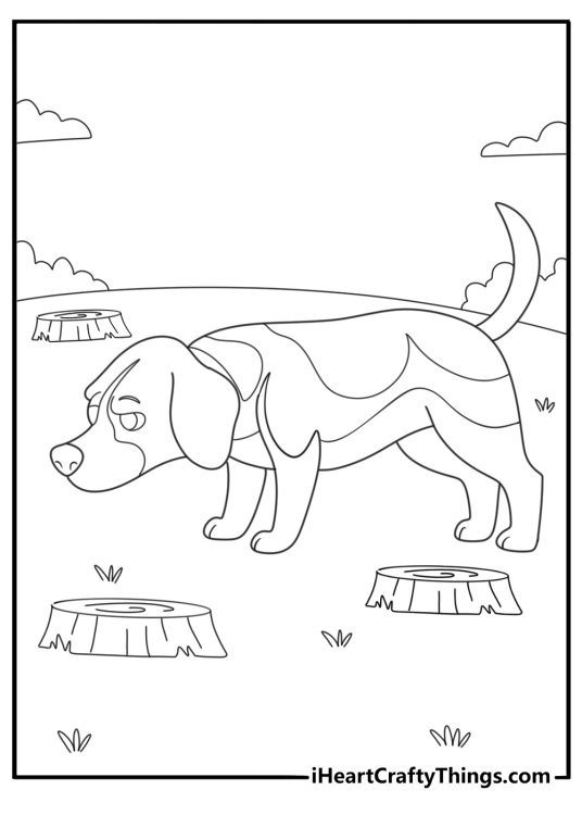 beagle sniffing a woodland trail tracking scent