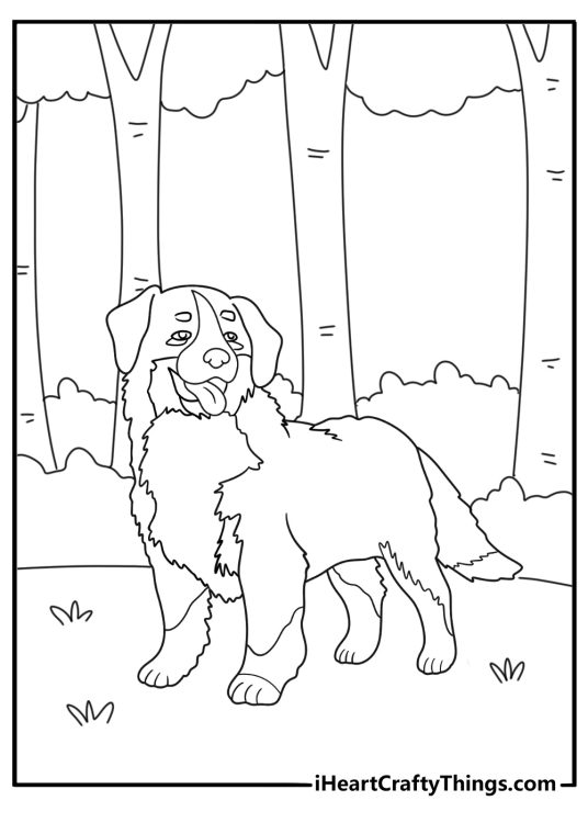 bernese mountain dog hiking a forest path