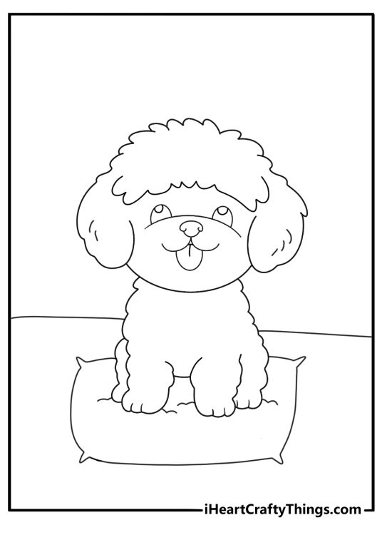 bichon frise fluffy round coat sitting on a cushion