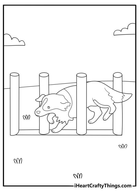 border collie on an agility course weaving poles