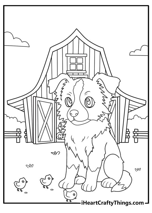 border collie puppy watching chicks near a barn