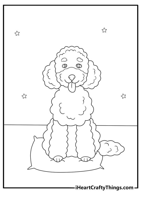 cavapoo doodle mix lounging on a couch