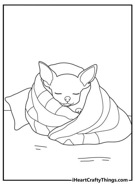 chihuahua curled in a soft blanket small dog page