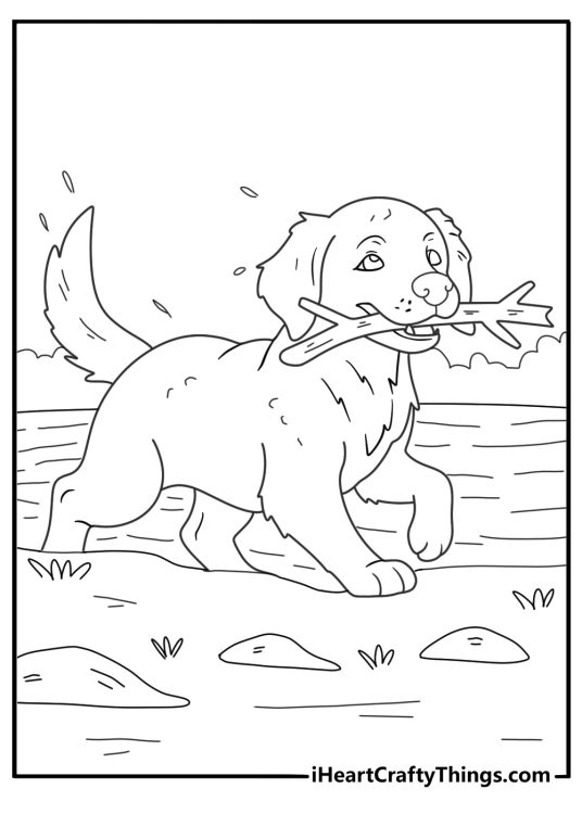 golden retriever fetching a stick by a calm lake