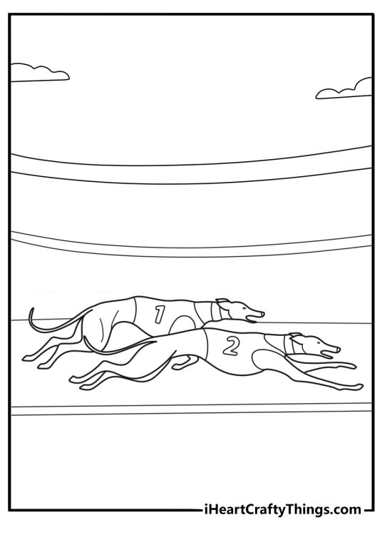 greyhound sprinting on a track fast lean form