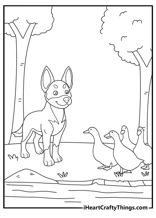 kelpie herding ducks along a creek bank