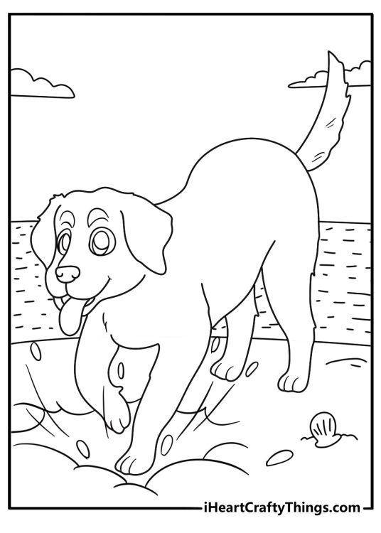 labrador digging in beach sand with waves and shells