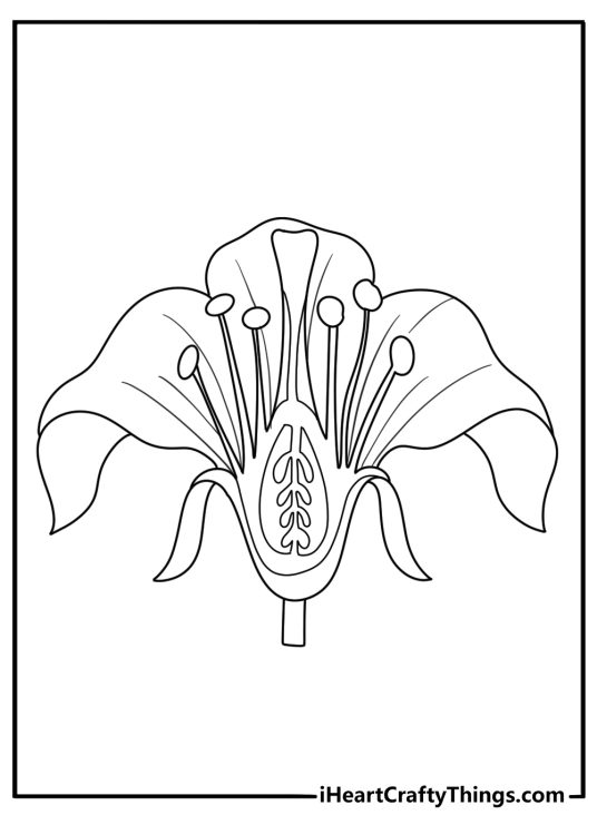 parts of a flower coloring page