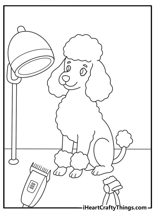 poodle at a grooming table with clippers and comb