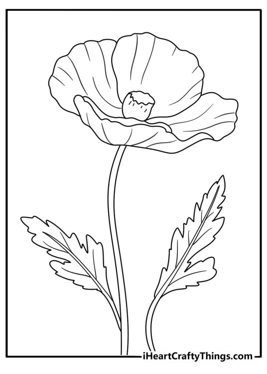 poppy flower coloring page