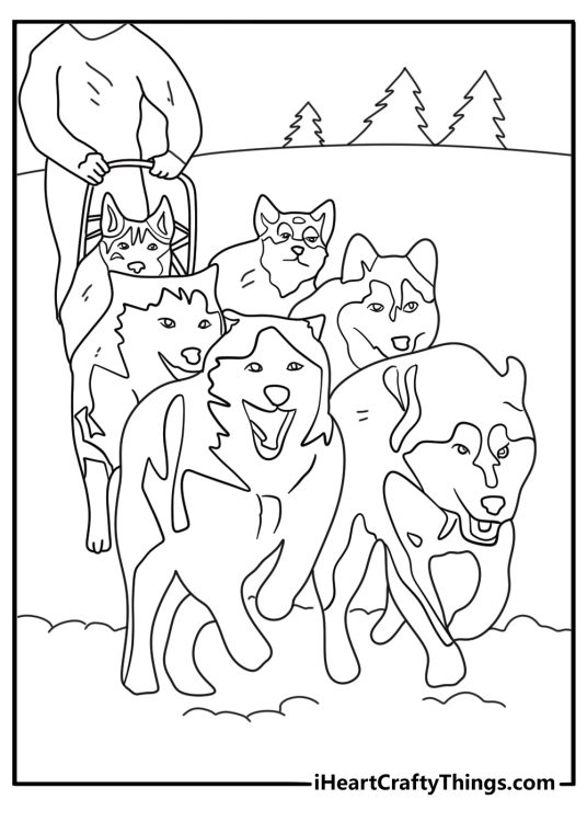 samoyed leading a small sled team in arctic snow