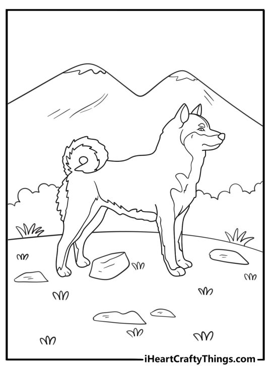 shiba inu with curled tail on a mountain trail