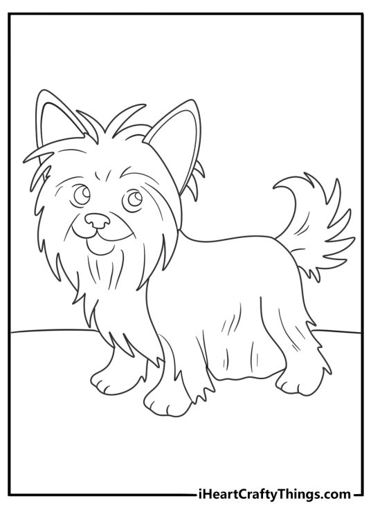 yorkie with long silky coat and topknot simple coloring