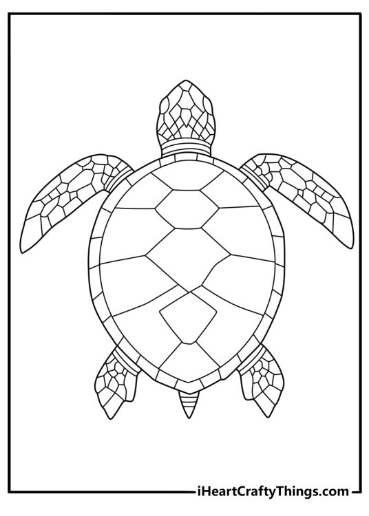Simple turtle top view with bold shell pattern easy coloring sheet for beginners