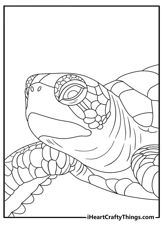 Snapping turtle head close up with textured scales detailed coloring sheet pdf