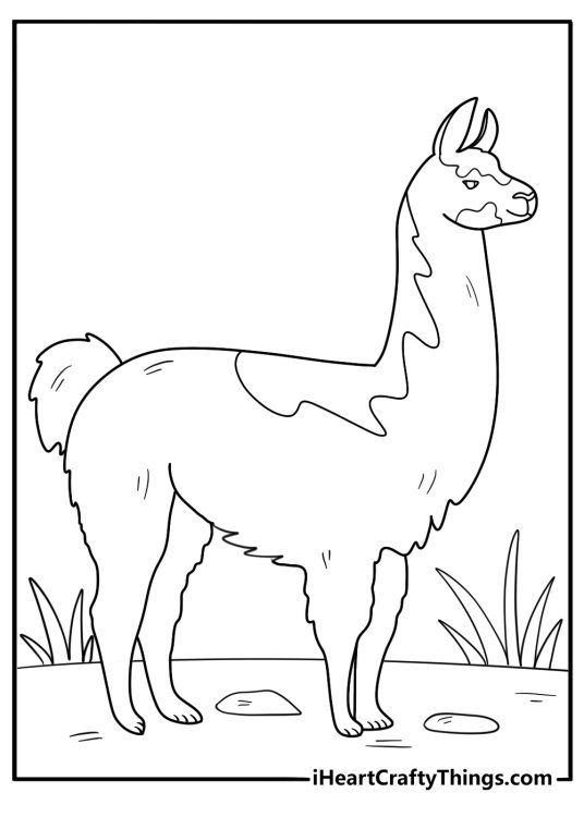 animal coloring page showing a llama with patterned fur