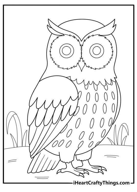 detailed animal coloring page for adults featuring an owl with patterned wings