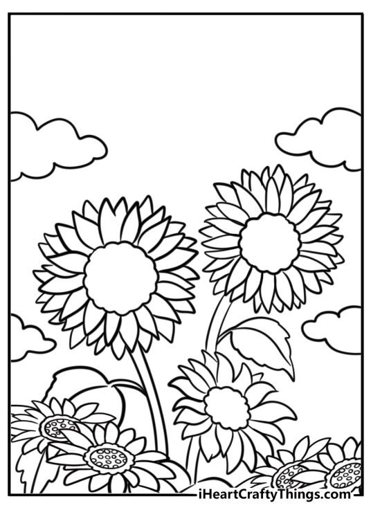 Sunflower blooming in a summer garden coloring page