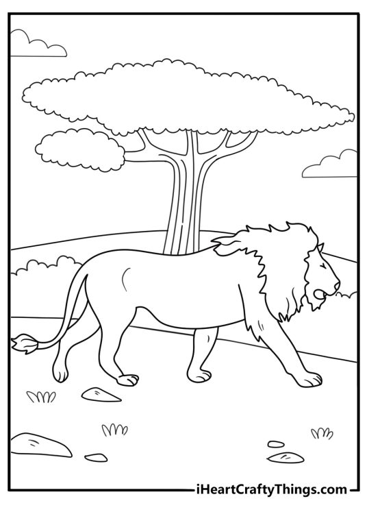Free lion printable of a lion walking beside acacia trees