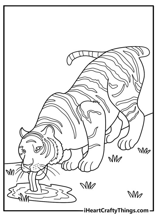 Free tiger printable of a tiger drinking from a waterhole