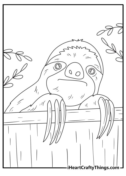 Long curved claws fill this close view sloth coloring printable