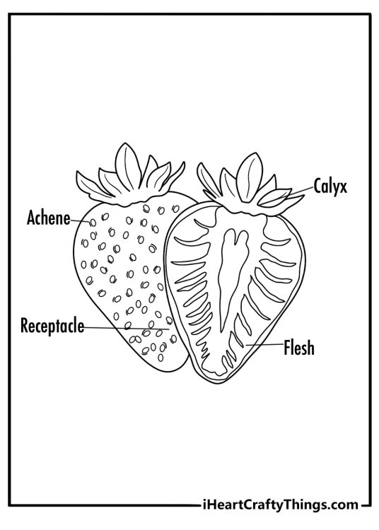 Nature study strawberry anatomy coloring sheet detailed labels for seeds stem calyx and hull