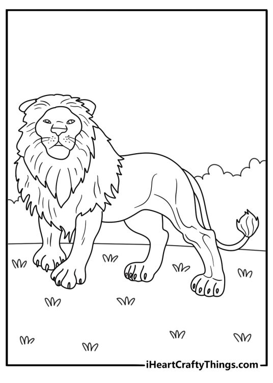 Printable coloring image presenting adult lion walking and looking for something