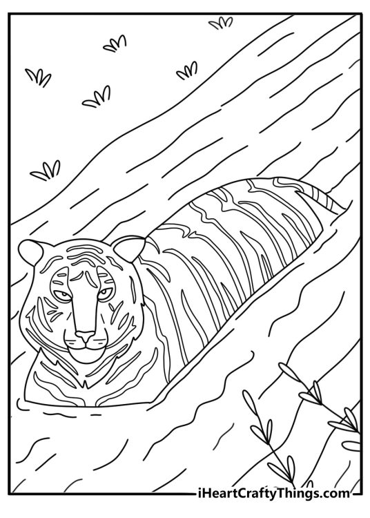 Tiger coloring page for kids with a tiger swimming through a river