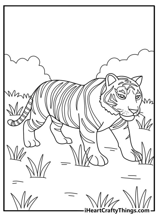 Tiger coloring page with a tiger stalking through tall jungle grass