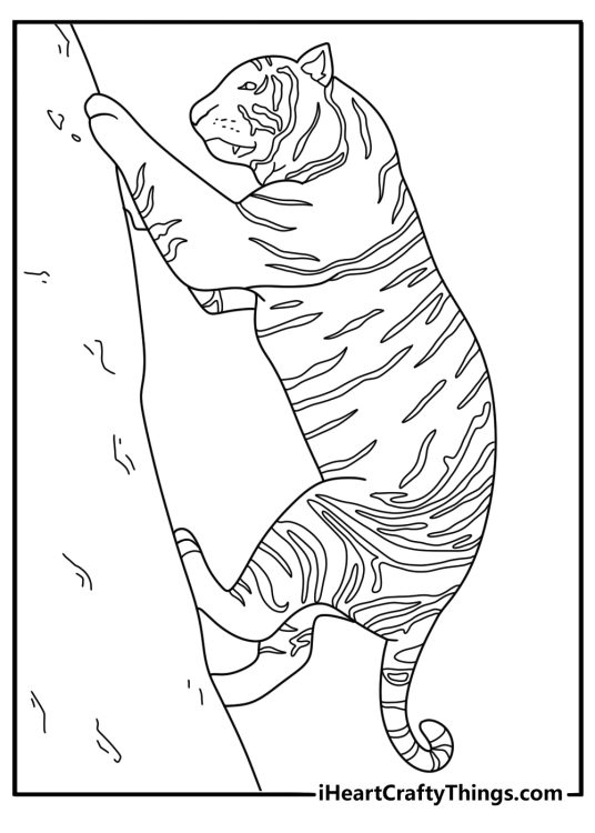 Tiger coloring pages scene with a tiger climbing over large rocks