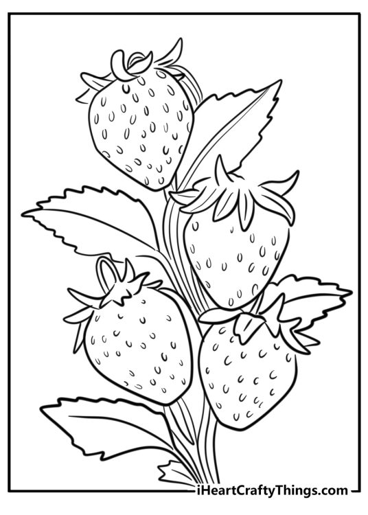 Coloring picture for children presenting detailed and realistic strawberry plant